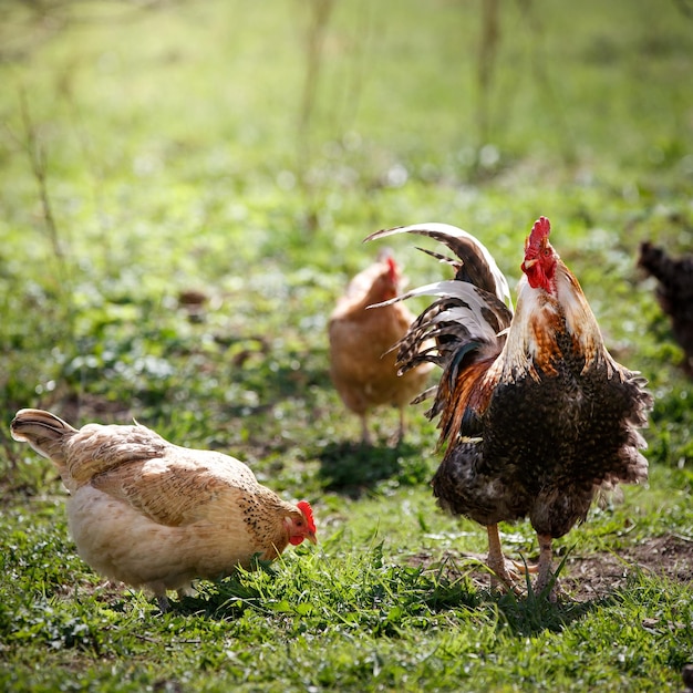 Primer plano de un gallo caminando sobre el césped rodeado de sus gallinas Pollos en busca de comida