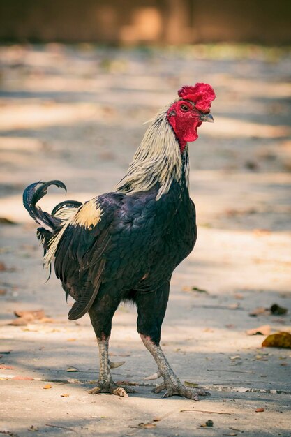 Foto primer plano del gallo en el campo