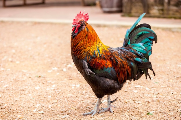 Primer plano del gallo en el campo