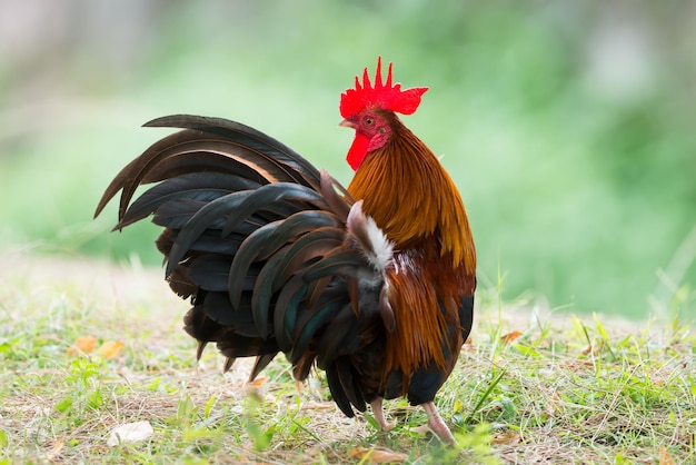 Primer plano del gallo en el campo
