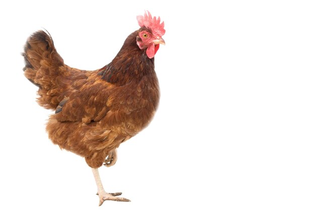 Foto primer plano de un gallo contra un fondo blanco