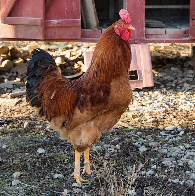 Primer plano de un gallo en una granja