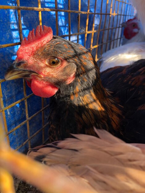 Foto primer plano de un gallo en jaula