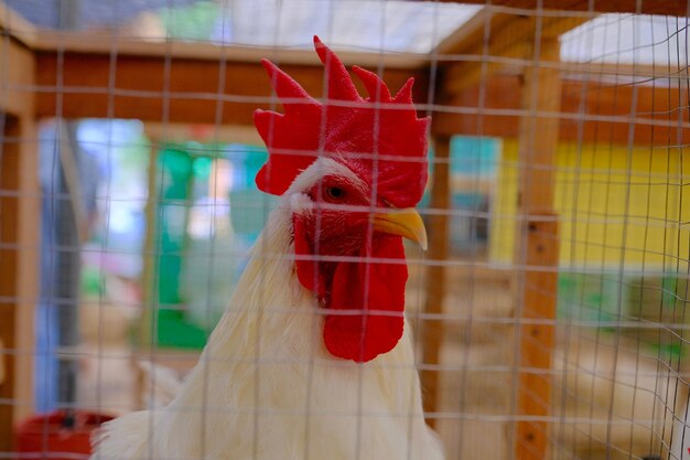 Foto primer plano de un gallo en jaula