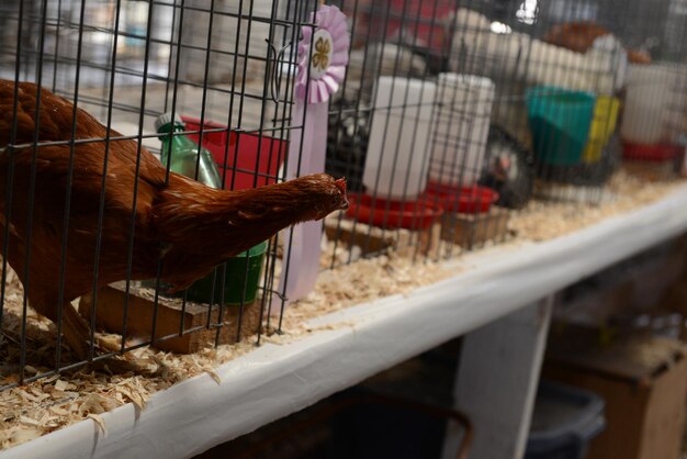 Foto primer plano de un gallo en jaula