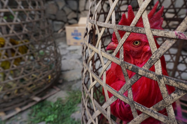 Foto primer plano de un gallo en jaula