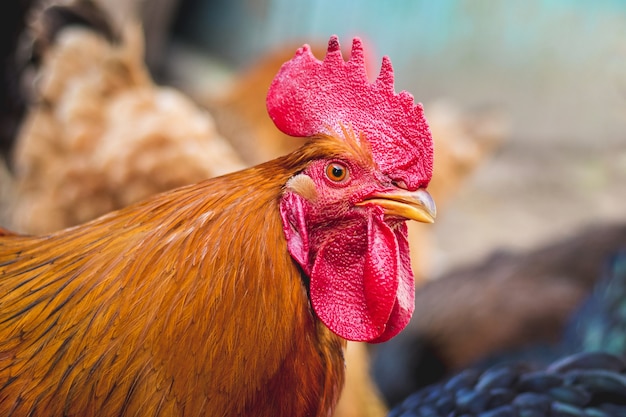 Primer plano de gallo marrón en una granja entre pollos