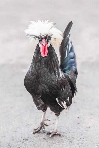 primer plano de un gallo negro de cresta blanca