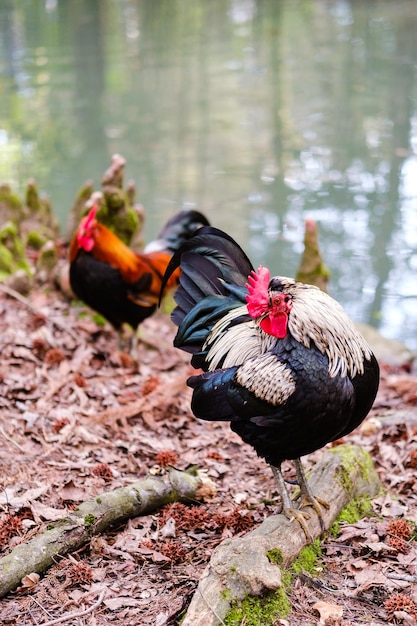 Primer plano de un gallo negro con una cresta roja Los pollos de granja de raza ornamental están engordando en el campo cerca del embalse Agricultura avícola en casa