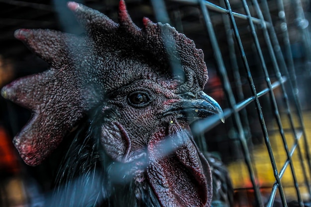 Primer plano de un gallo negro en jaula