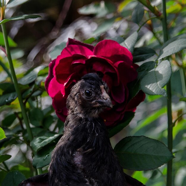 Foto primer plano del gallo en la planta