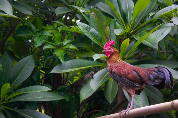 Primer plano del gallo en la planta