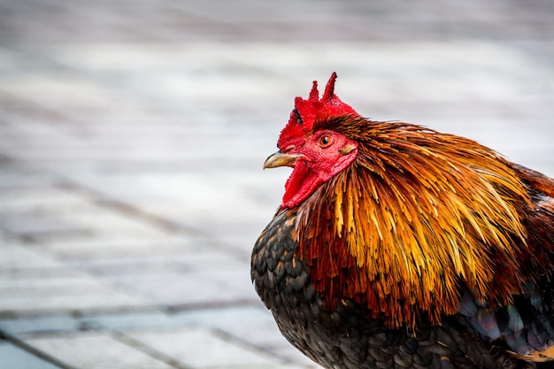Primer plano de un gallo posado en la calle