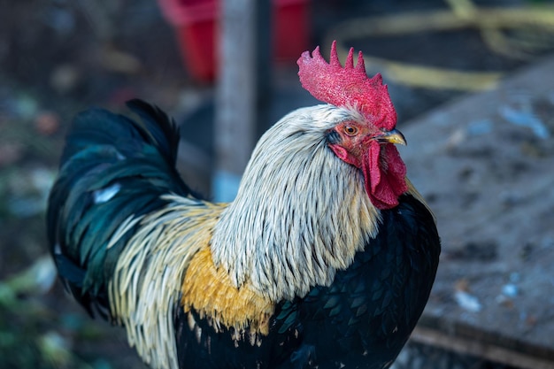 Primer plano de gallo de raza andaluza con todos los detalles del plumaje del pico de la cresta y los ojos mirando