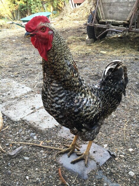 Foto primer plano del gallo en el suelo