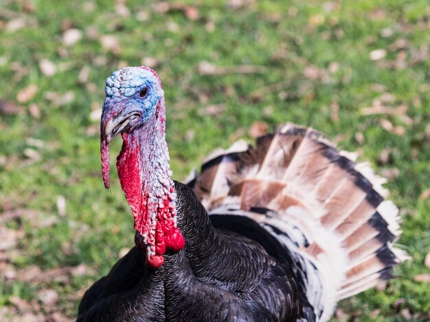 Foto primer plano del gallo