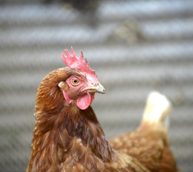 Foto primer plano del gallo