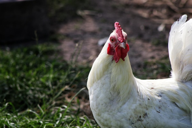 Primer plano de un gallo