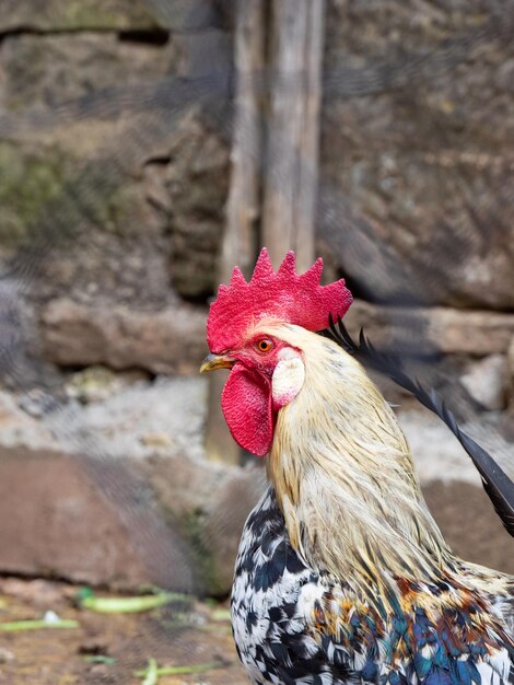 Foto primer plano del gallo