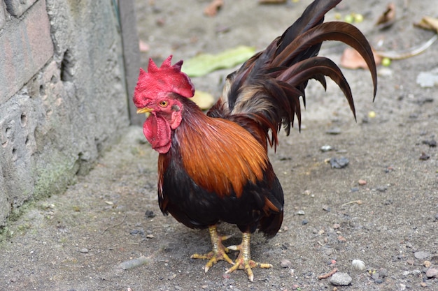 Primer plano de un gallo