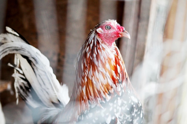 Primer plano del gallo