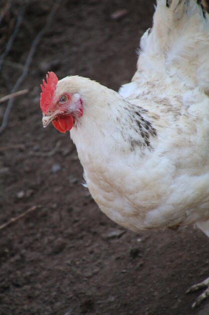 Foto primer plano del gallo