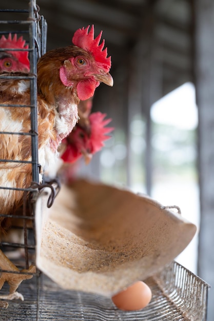 Foto primer plano de un gallo