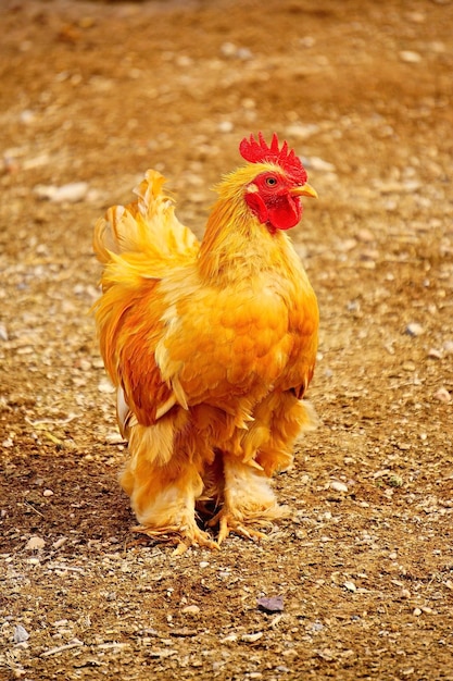 Primer plano del gallo