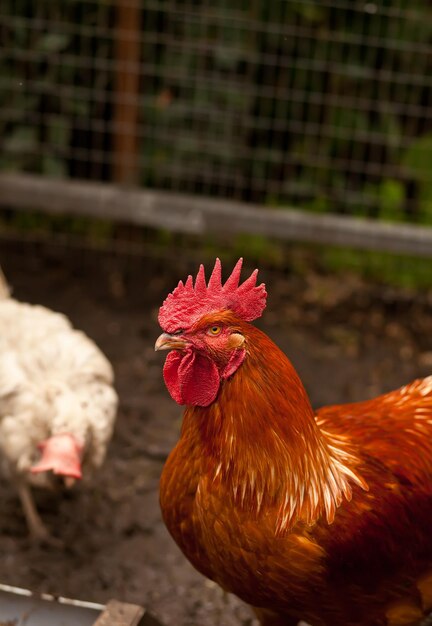 Foto primer plano del gallo