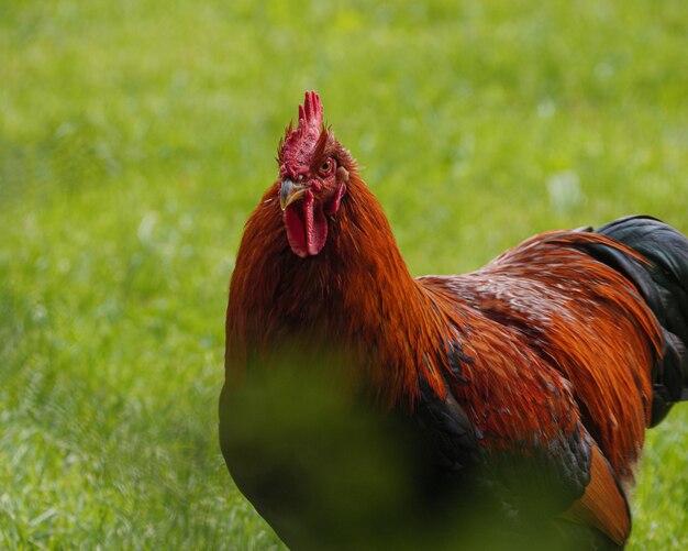 Primer plano de un gallo