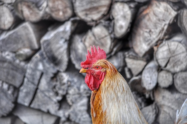 Foto primer plano del gallo