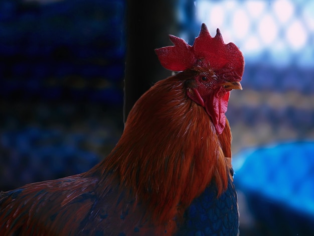 Primer plano del gallo
