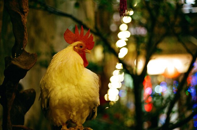 Foto primer plano del gallo