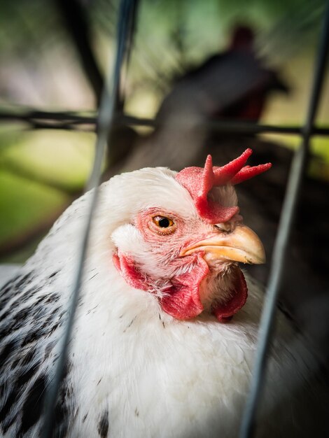 Foto primer plano del gallo