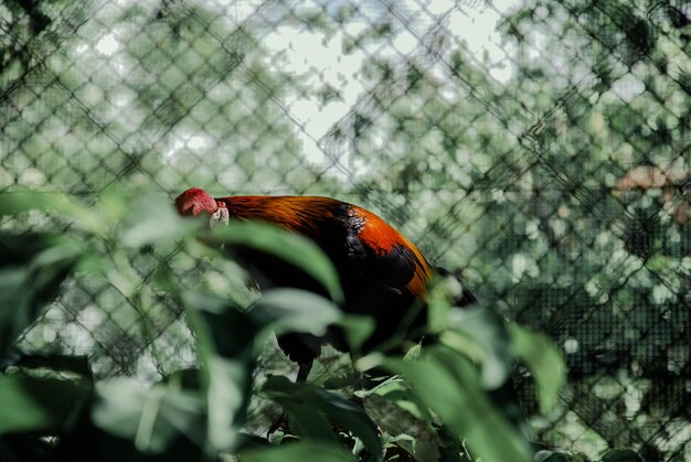 Foto primer plano del gallo