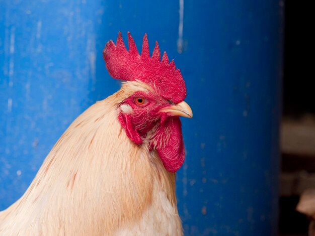 Foto primer plano del gallo