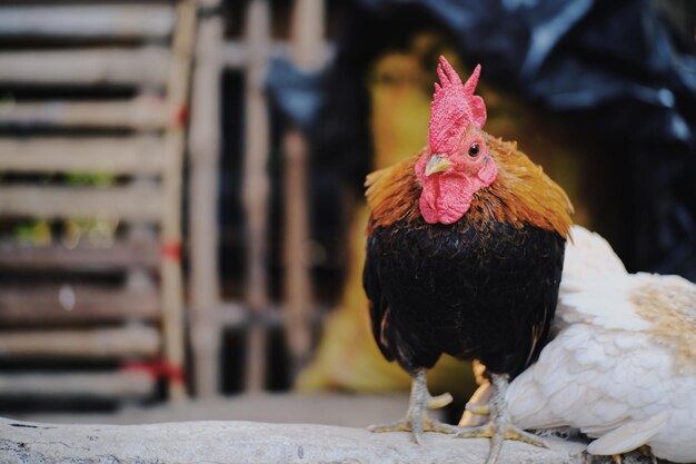 Foto primer plano del gallo