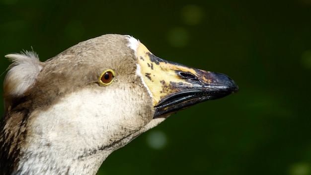 Primer plano de ganso de aves de corral