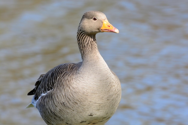 Primer plano del ganso greylag junto al lago