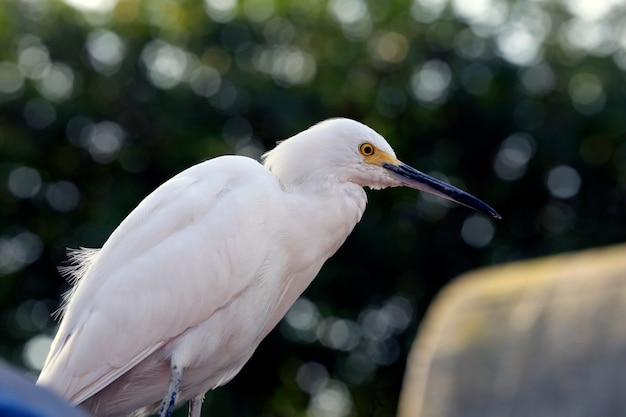 Primer plano de garceta nevada, Egretta thula