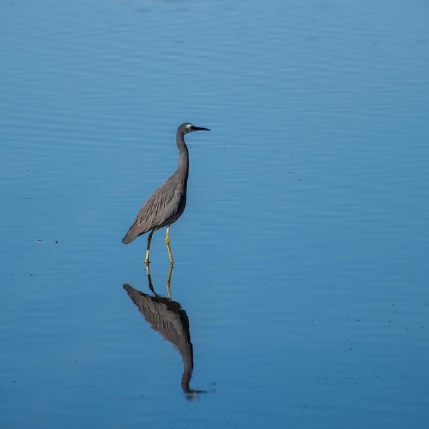 Primer plano de una garza gris Ardea cinerea en un lago azul