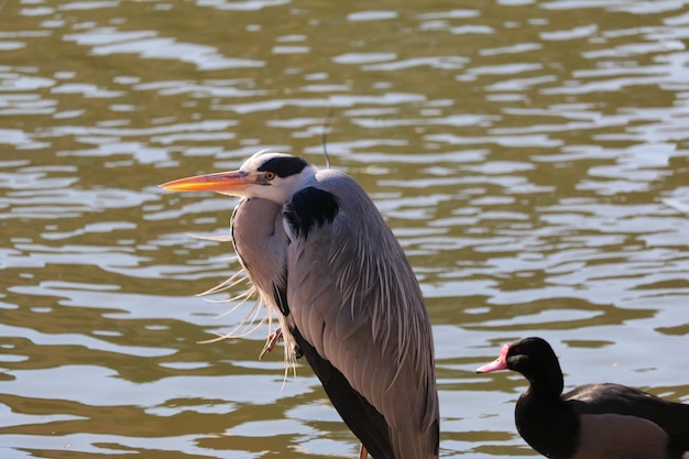 Primer plano de la garza gris junto al lago