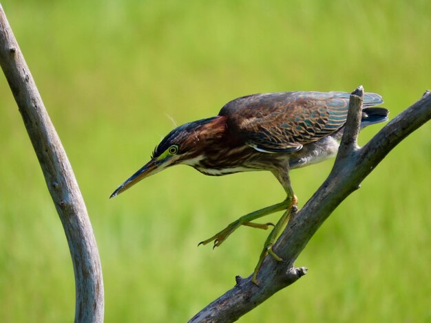 Foto primer plano de una garza verde posada en una rama