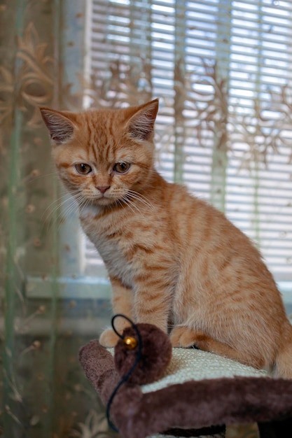 Primer plano de gatito británico rojo. Vacaciones en el campo...