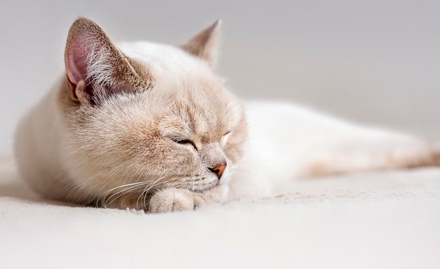 primer plano de gatito dormido sobre un fondo claro