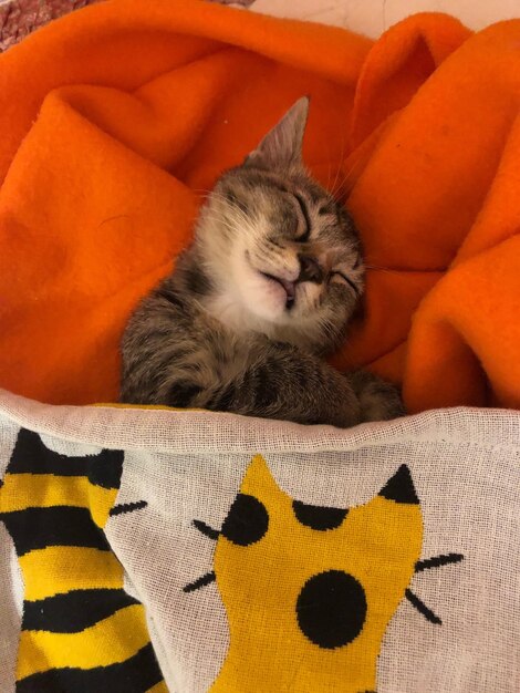 Foto primer plano de un gatito durmiendo