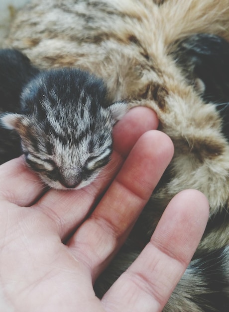 Foto primer plano de un gatito en la mano humana