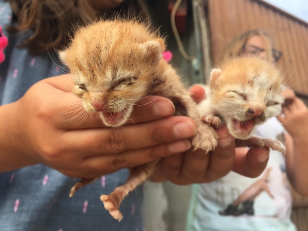 Foto primer plano de un gatito en la mano