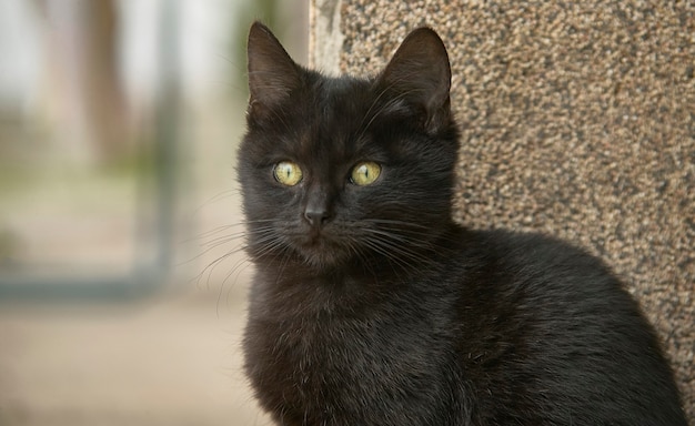 Primer plano de un gatito negro con fondo borroso: ¡Fotos con el mayor nivel de detalle!