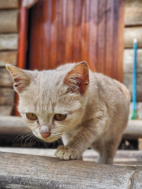 Foto primer plano de un gatito que mira hacia otro lado